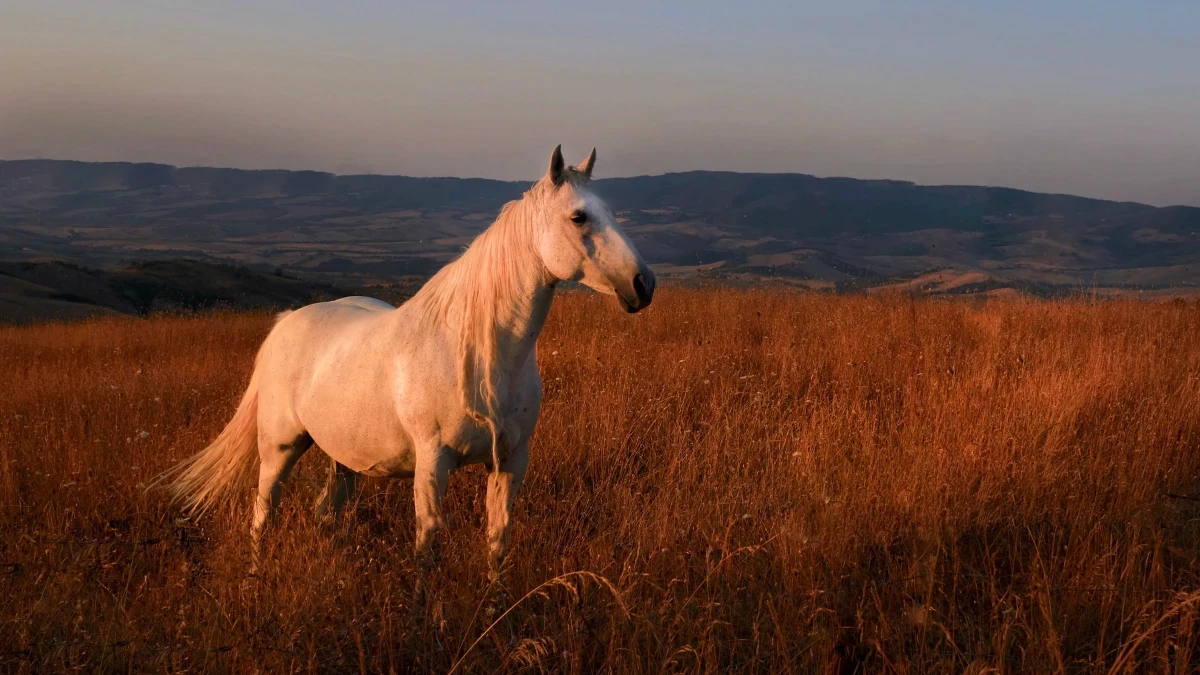 Equine Ethology Understanding Horses Natural Behaviour JF Equestrian Equine Ethology Understanding Horses Natural Behaviour JF Equestrian