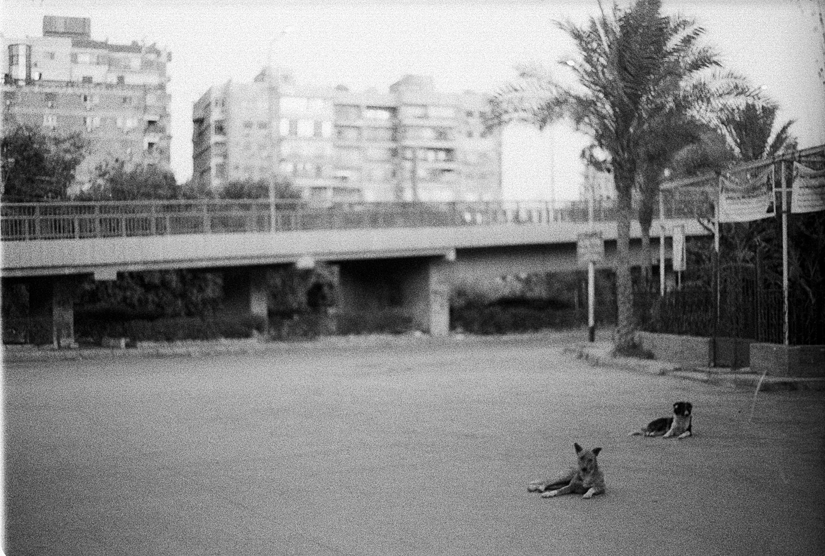 Dogs in the Courtyard