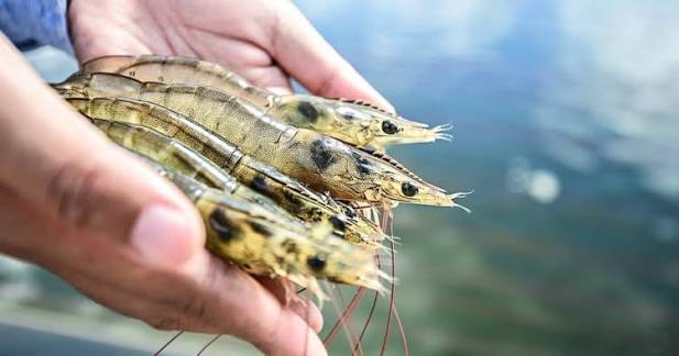 Decorative texture background for aquaculture environment card