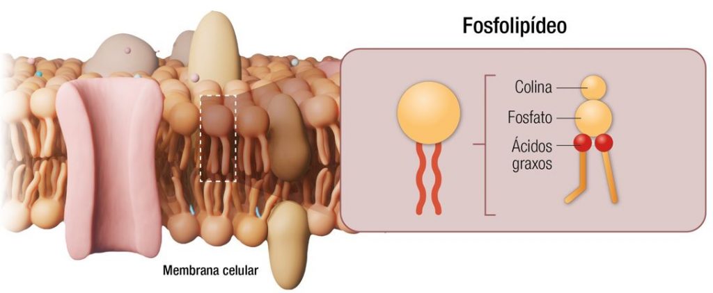 Estrutura da fosfatidilcolina. Na membrana celular, os fosfolipídeos se organizam em bicamadas lipídicas que delimitam, protegem e conferem permeabilidade seletiva às células. Adaptado de www.shutterstock.com, 2021.