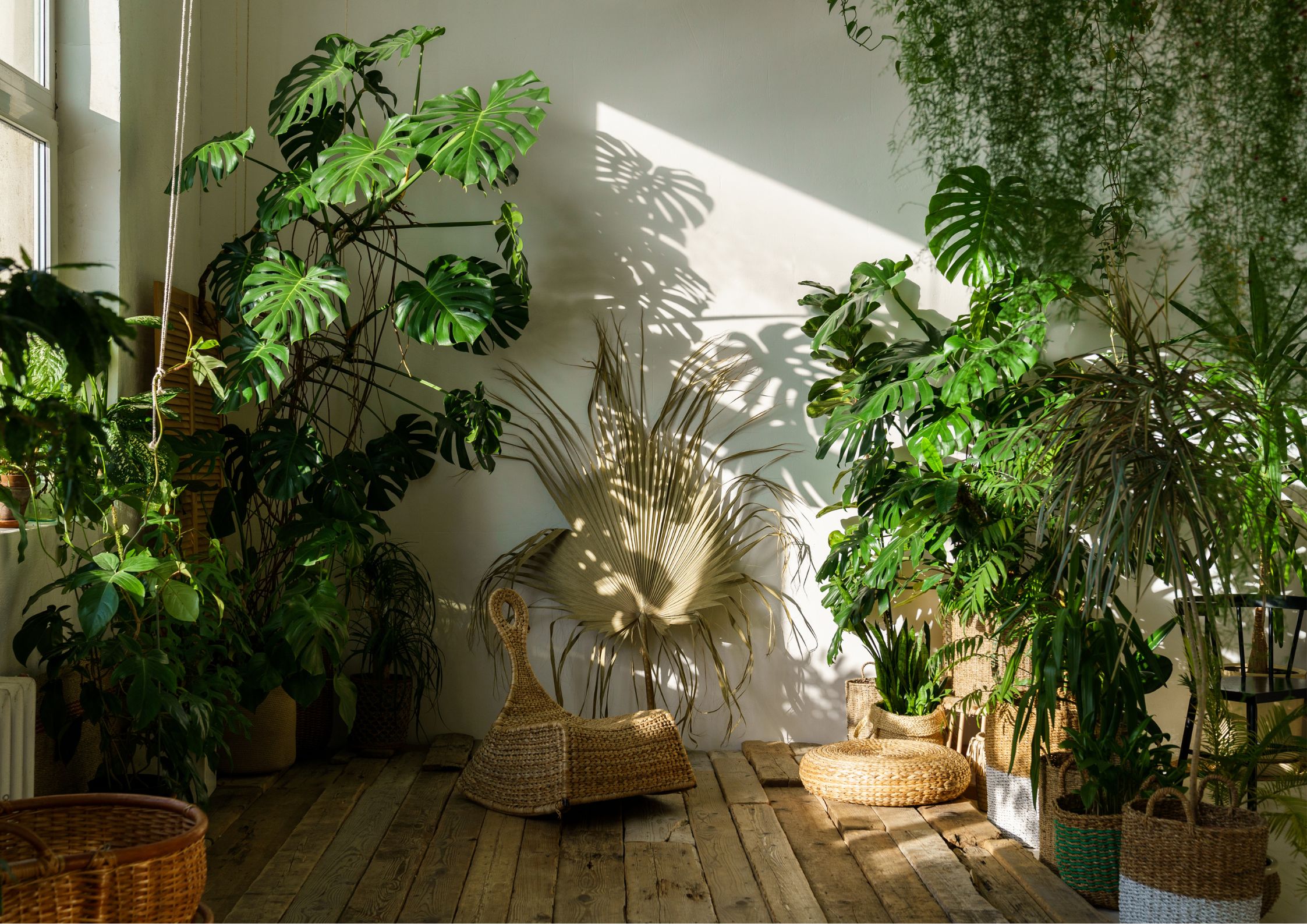 Trending indoor plants for 2024 in interior design