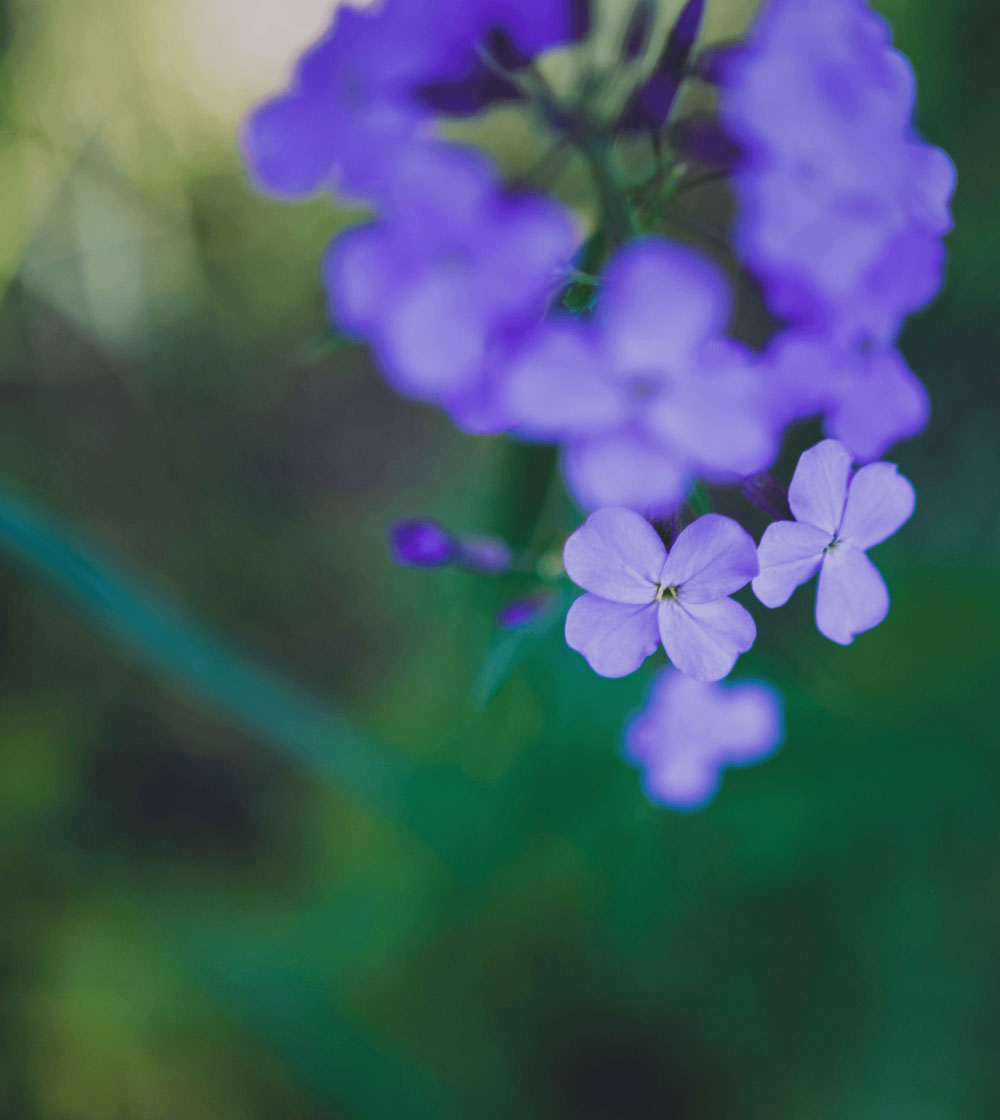Close-up of small purple flowers with a soft green blurred background