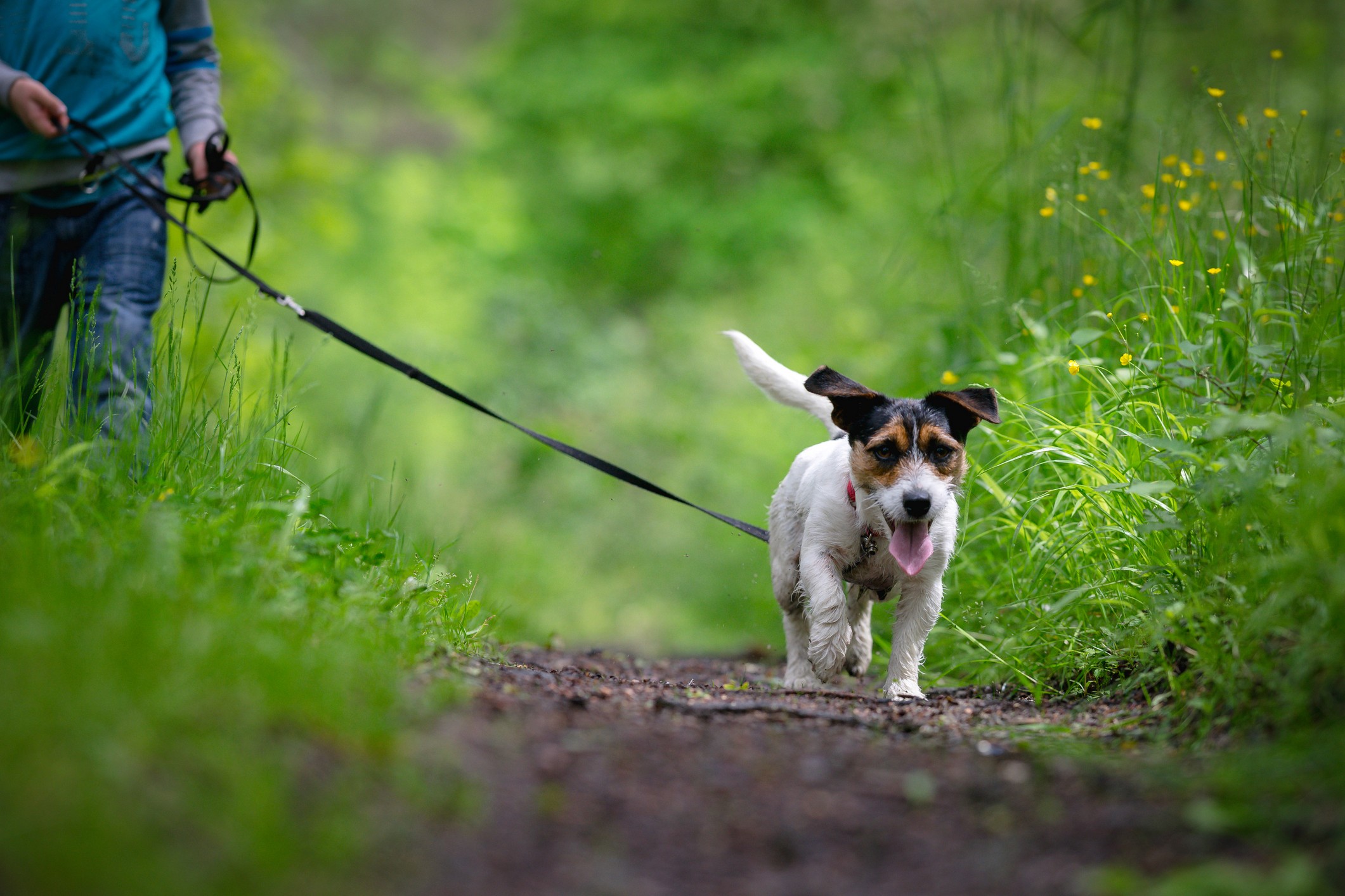 Hundebillede til LuckyDogs Tryg Start