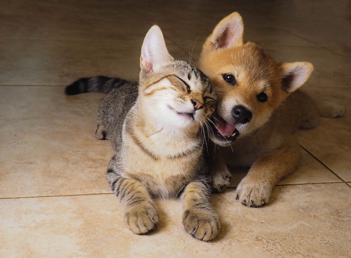 kitten snuggly up to puppy