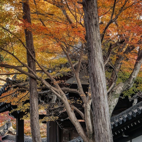 Keihan Spoorweg | Kyoto–Osaka Bezienswaardighedenpas E-voucher (1-daags of 2-daags) & OSAKA Metro 1-daags Pas