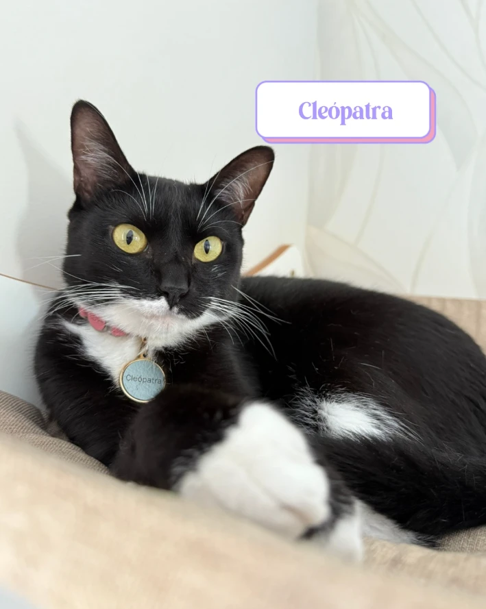 Gata preta com manchas brancas no peito e nas patas, deitada confortavelmente em uma rede. Usa uma coleira rosa com plaquinha de identificação com o nome "Cleópatra". Seus olhos são grandes e amarelos, e ela olha diretamente para a câmera.