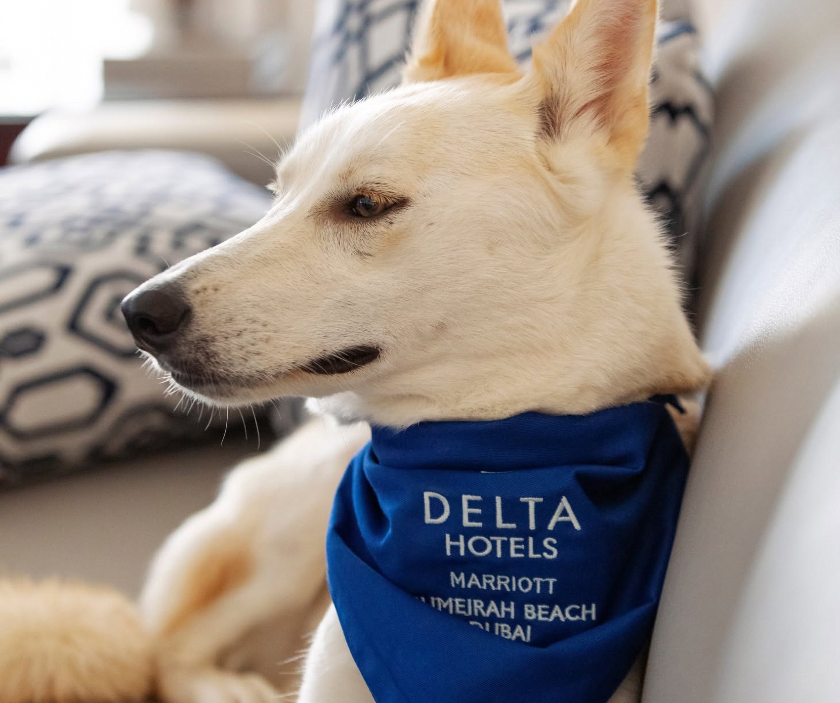 The café area at Delta Hotels Jumeirah Beach, a pet-friendly hotel near Dubai's JBR beachfront
