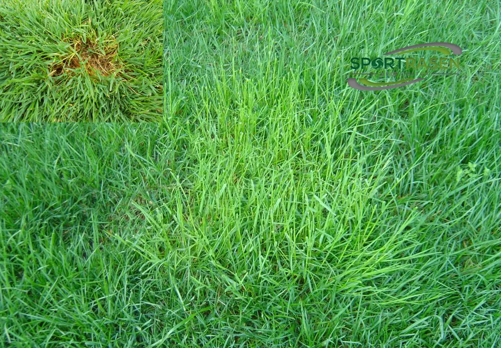 Poa trivialis