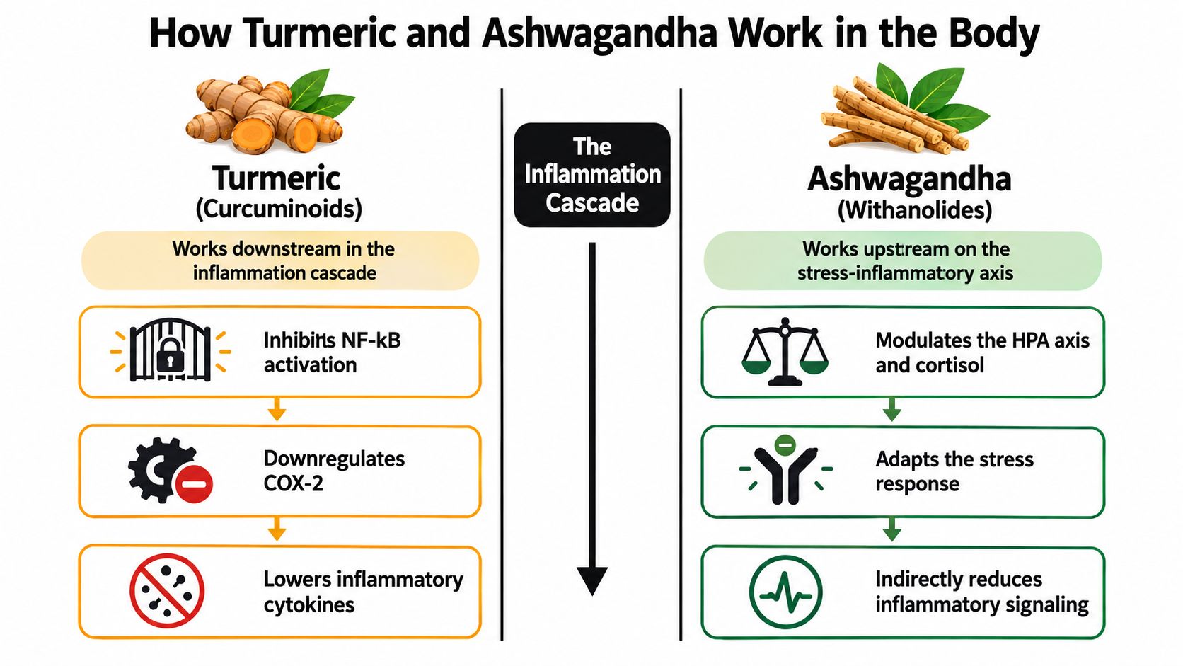 A diagram comparing how turmeric and ashwagandha supplements differently impact the body's inflammatory response processes.