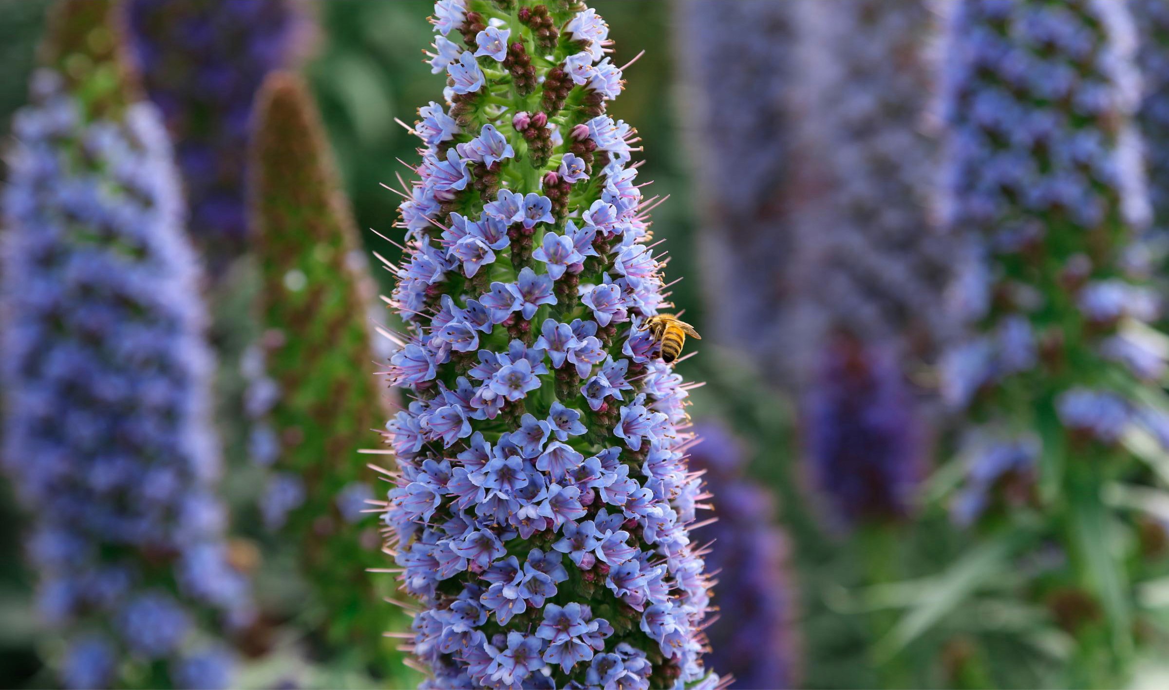 Pride of Madeira Blooms, a Favorite of the Honeybees