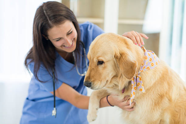 A dog having mobility issues is being checked on by a veterinarian at home 