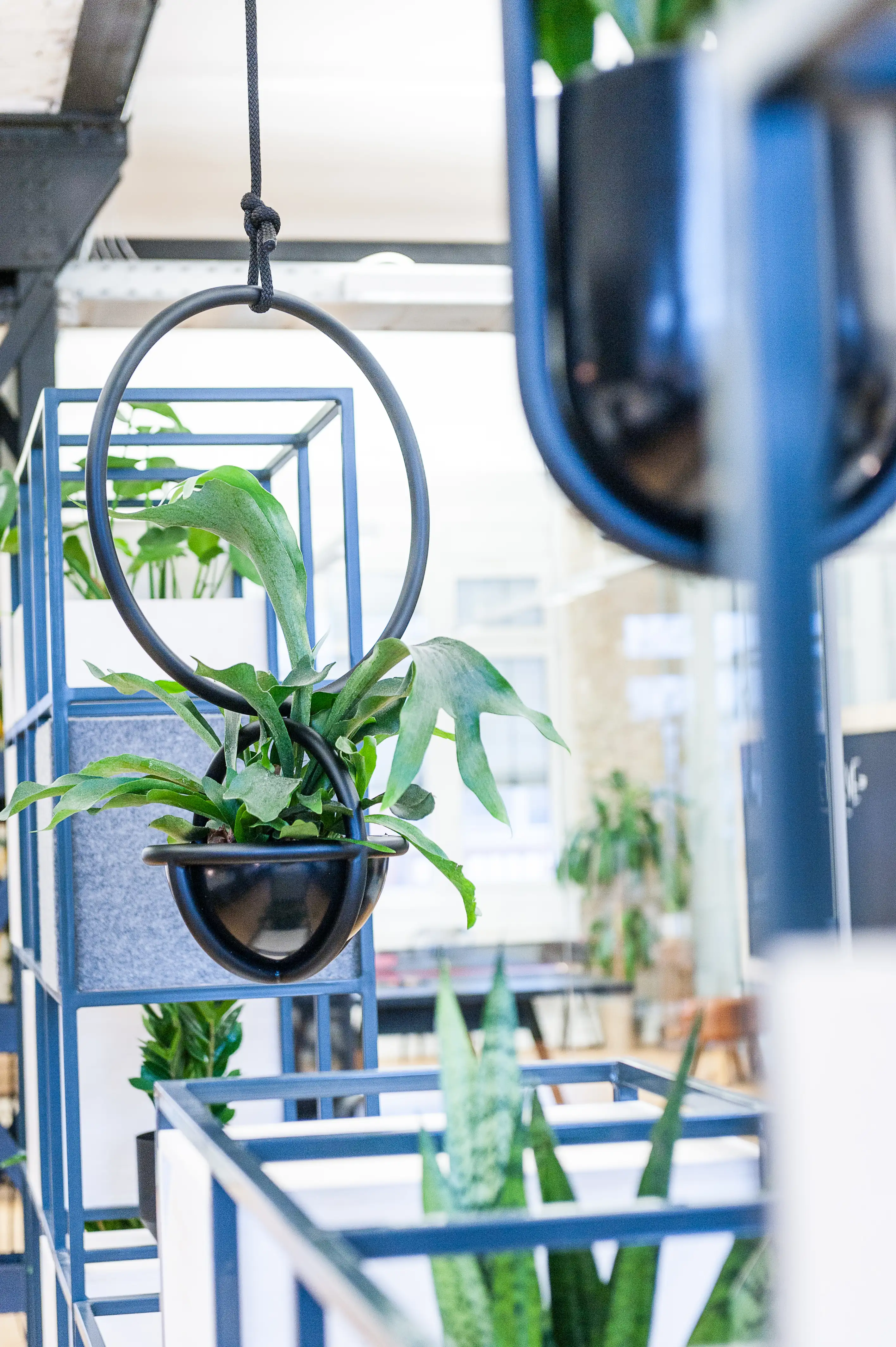 Close-up of a hanging planter at INTERMATE x TRUEMATES with a black ring-shaped frame holding a fern, blue steel shelving units with felt panels and more plants blurred in the background.