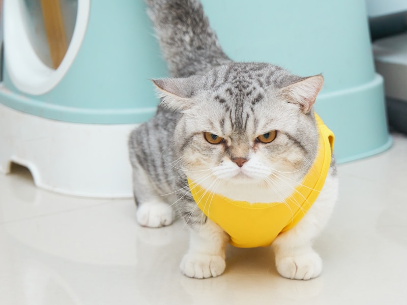 Pet hygiene product example