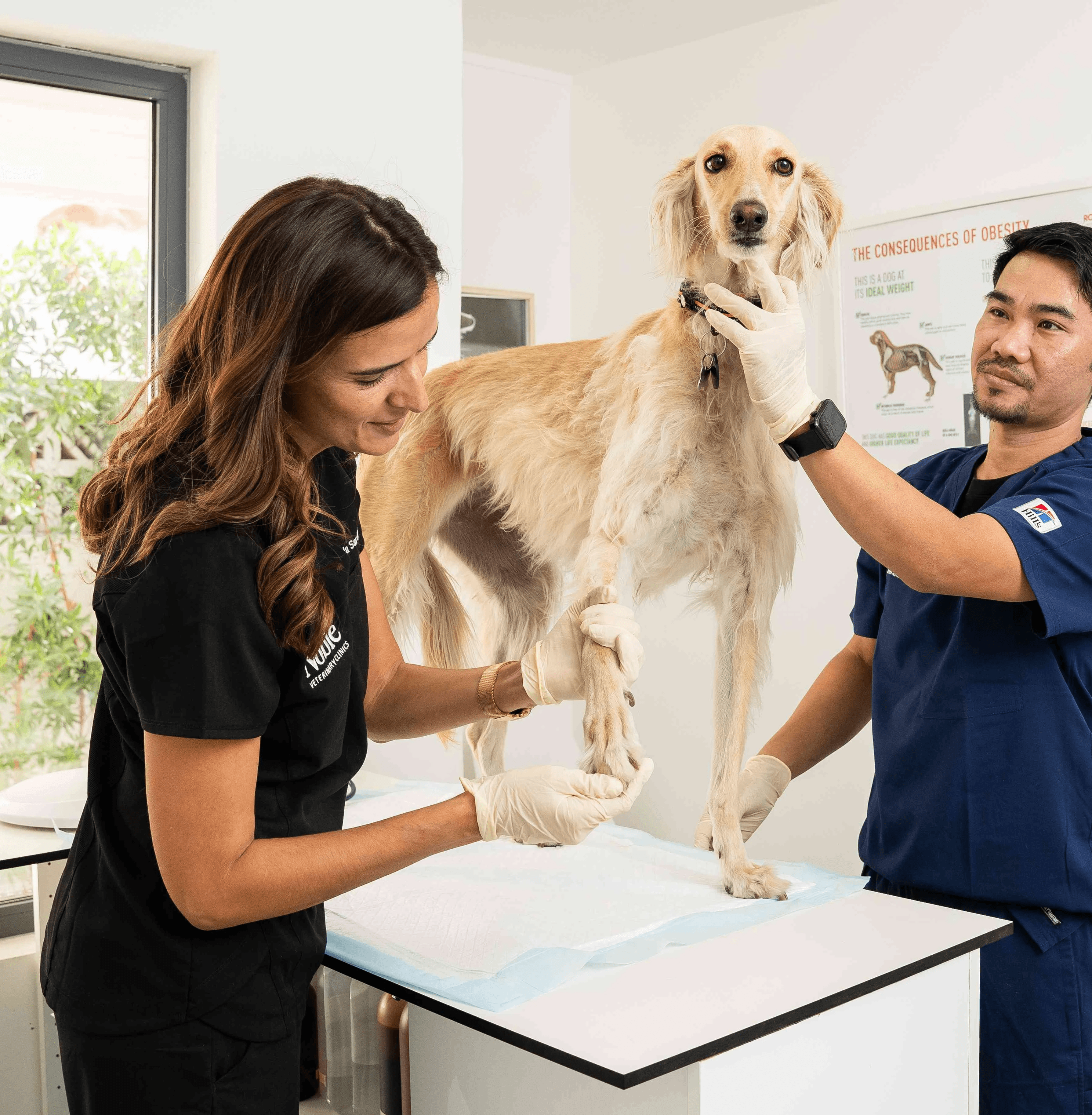 Grooming cats for health and hygiene