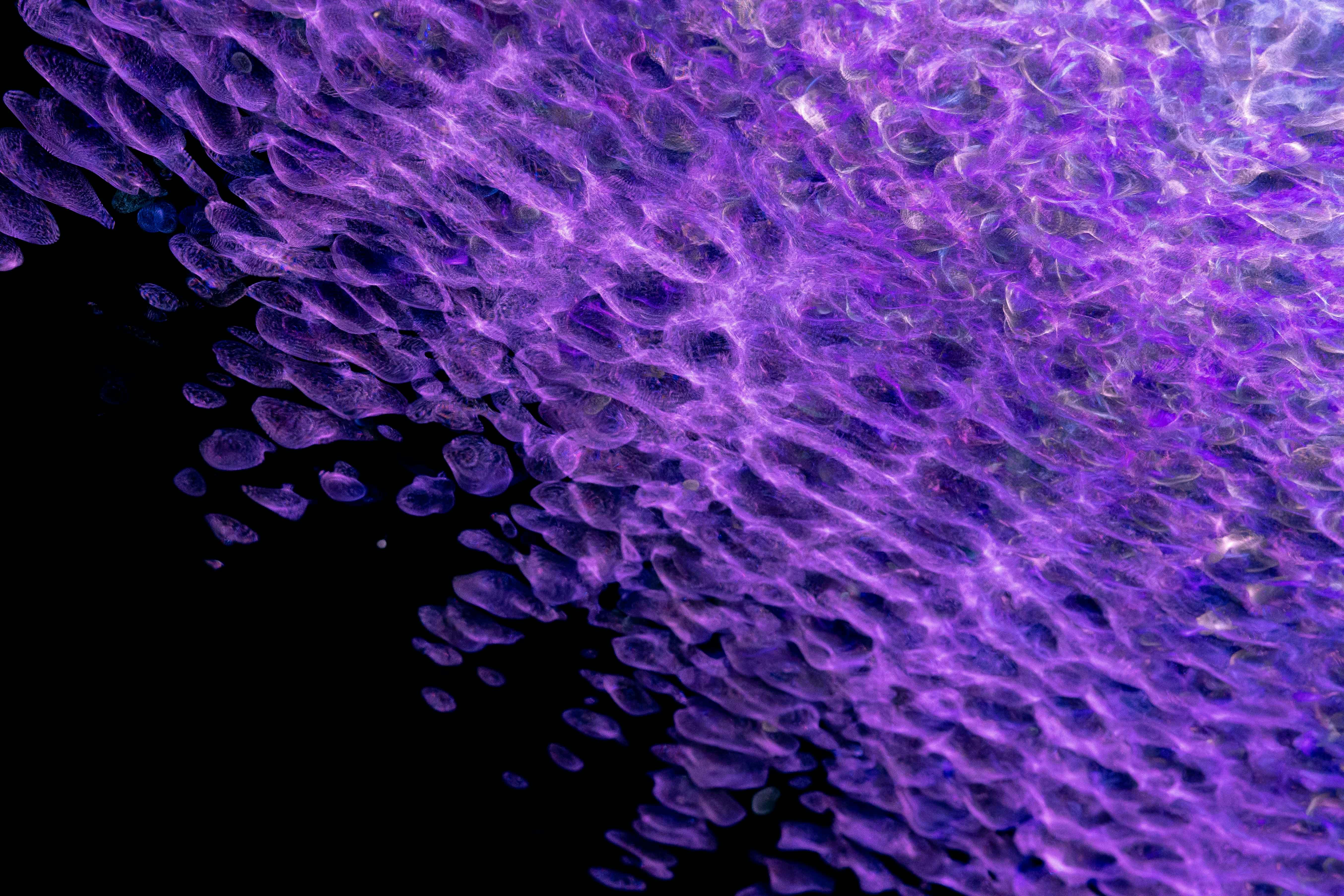 Abstract purple organic texture on black