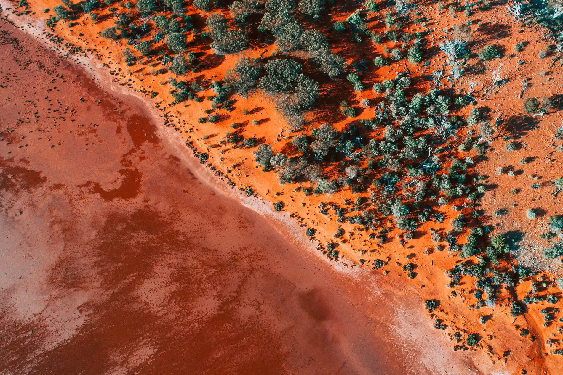 Aerial of red dunes and scrub meeting the pale edge of a salt lake