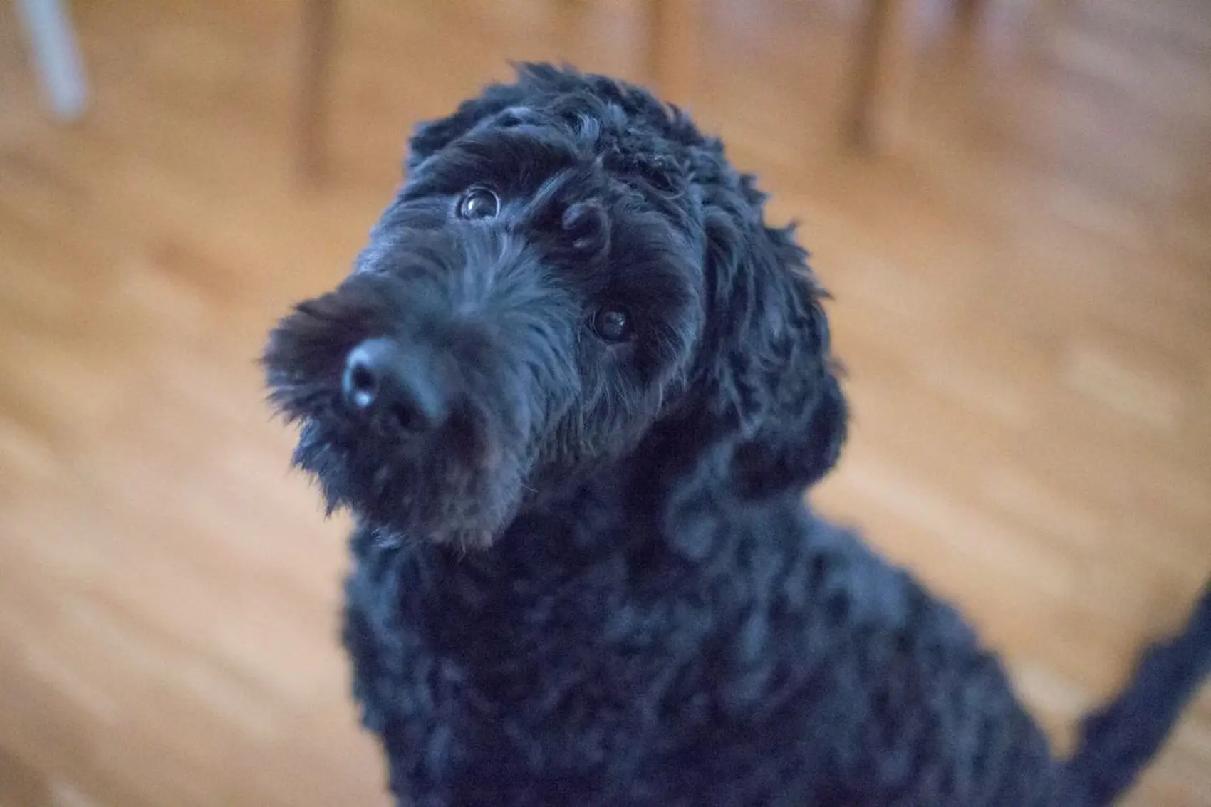 A black Portuguese Water Dog is sitting on the wooden floor and staring at something close by.