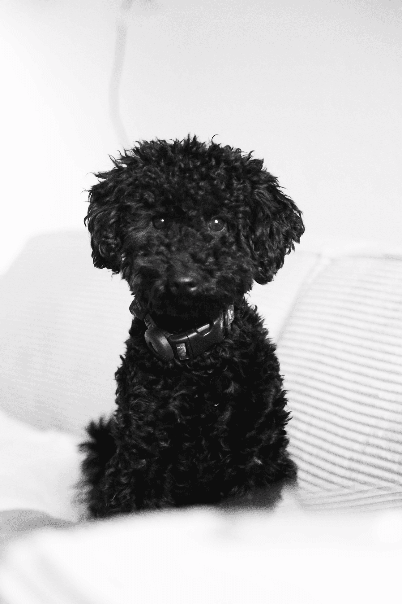 Portrait photo of small black poodle