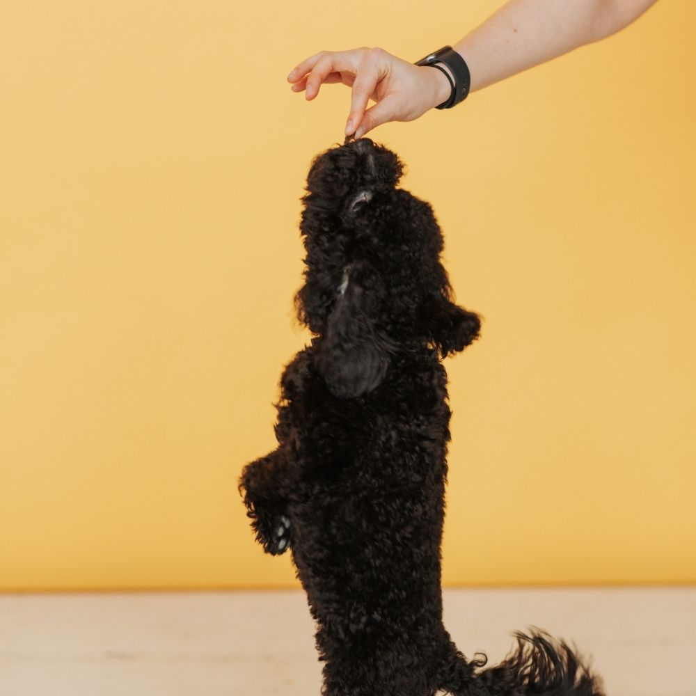 Aprūpēts suns pēc veterinārārsta mājas vizītes