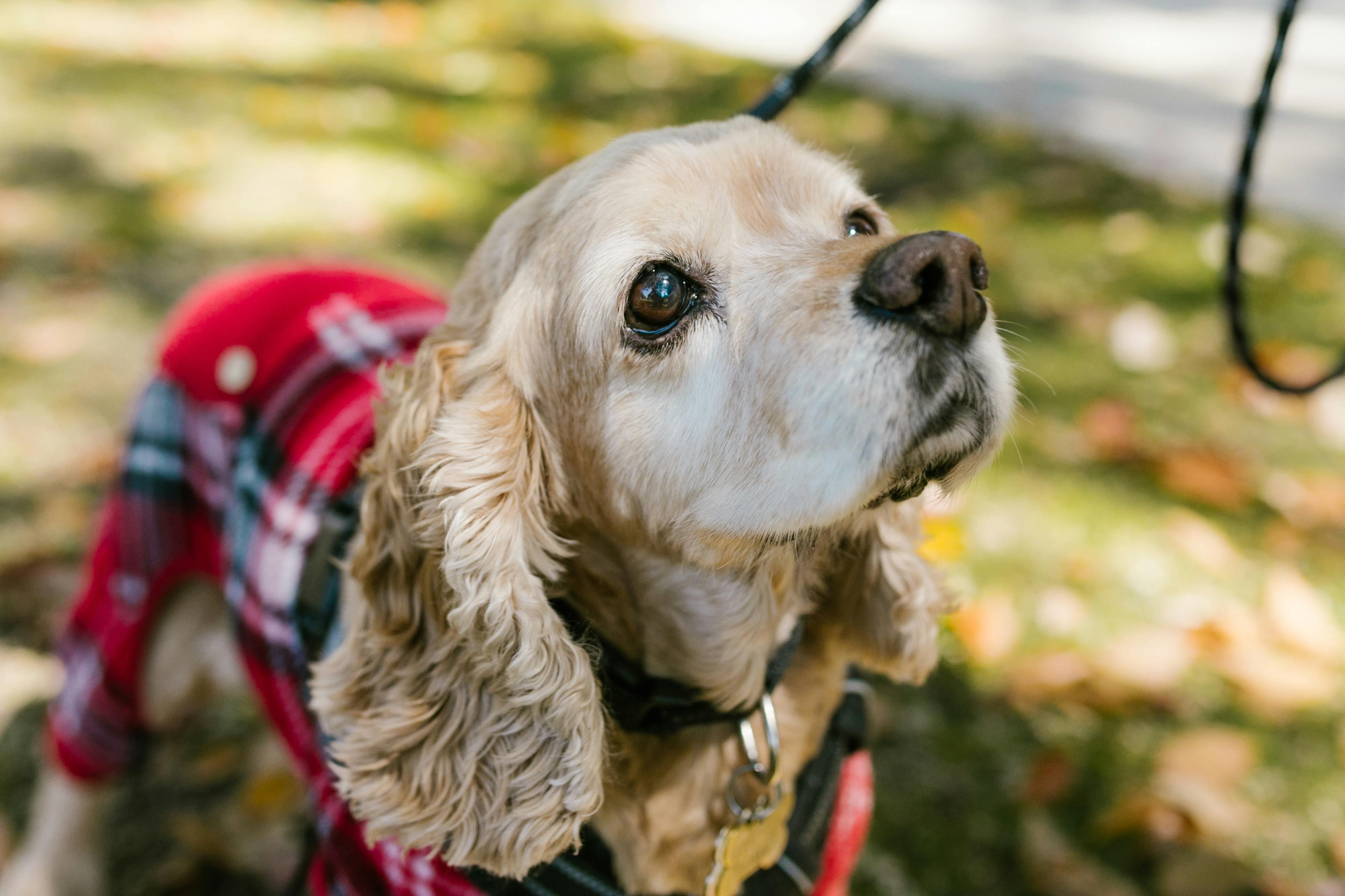 What to Do When Visiting a Dog-Friendly Restaurant in Dubai