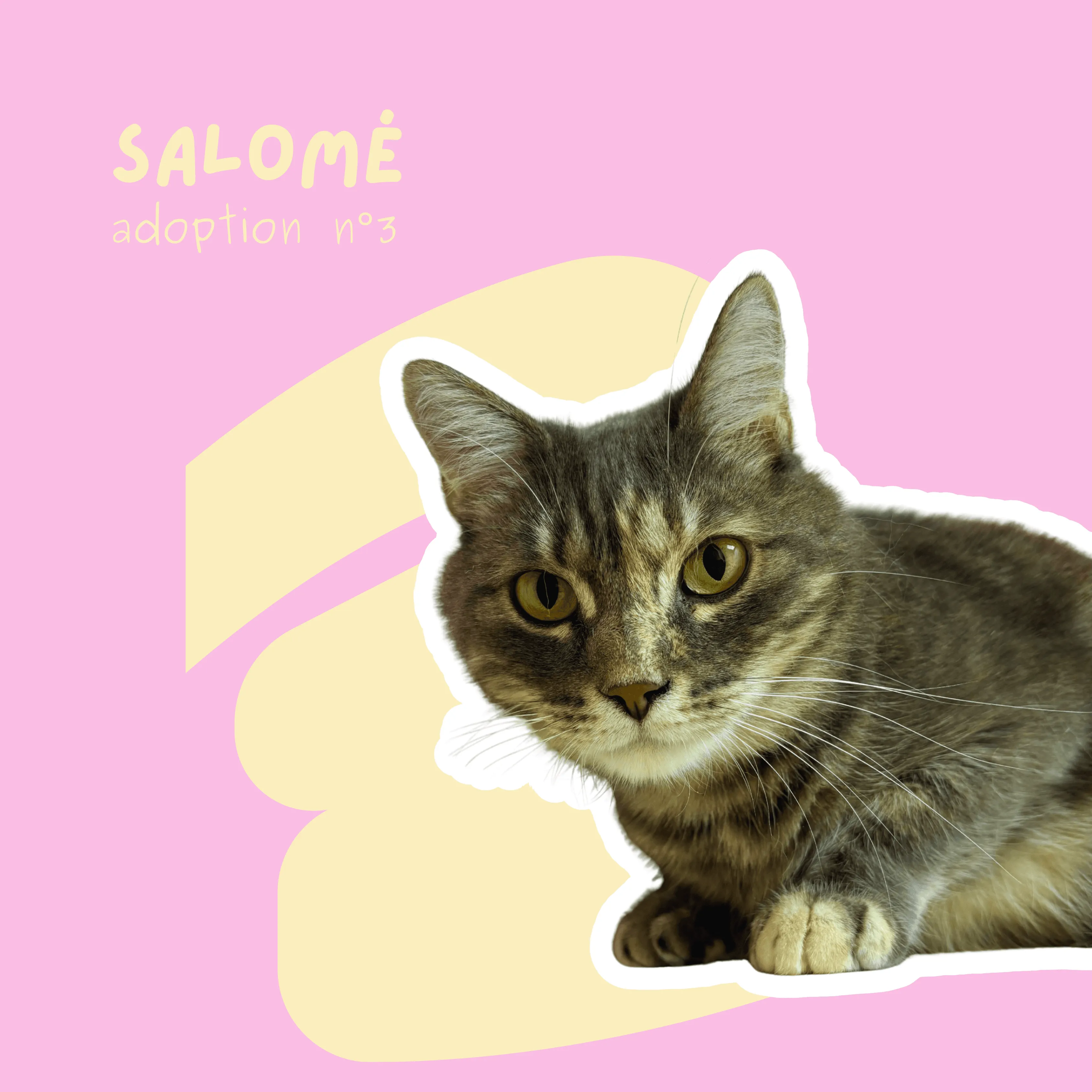 chat-salome