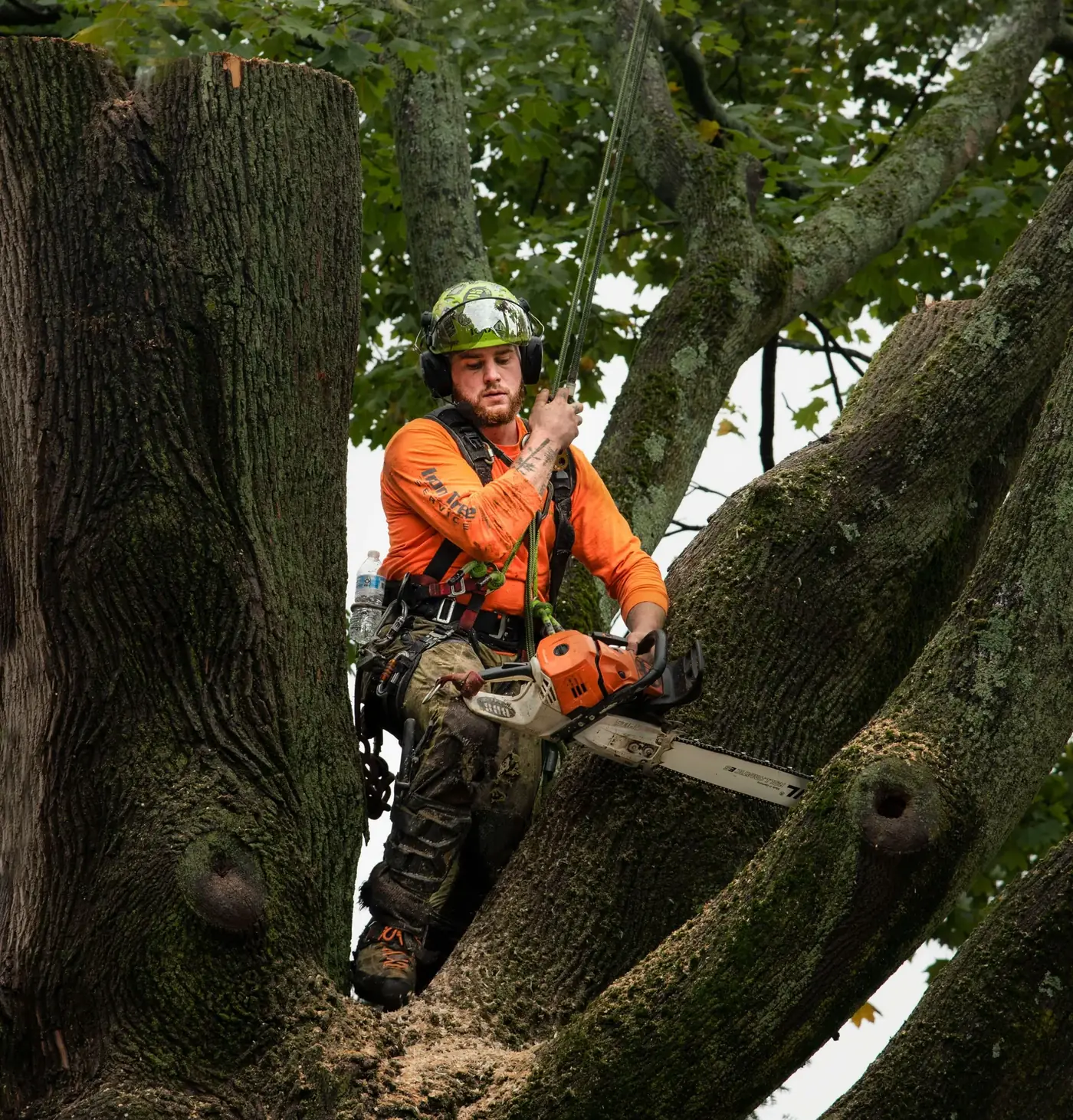 Tree Services
