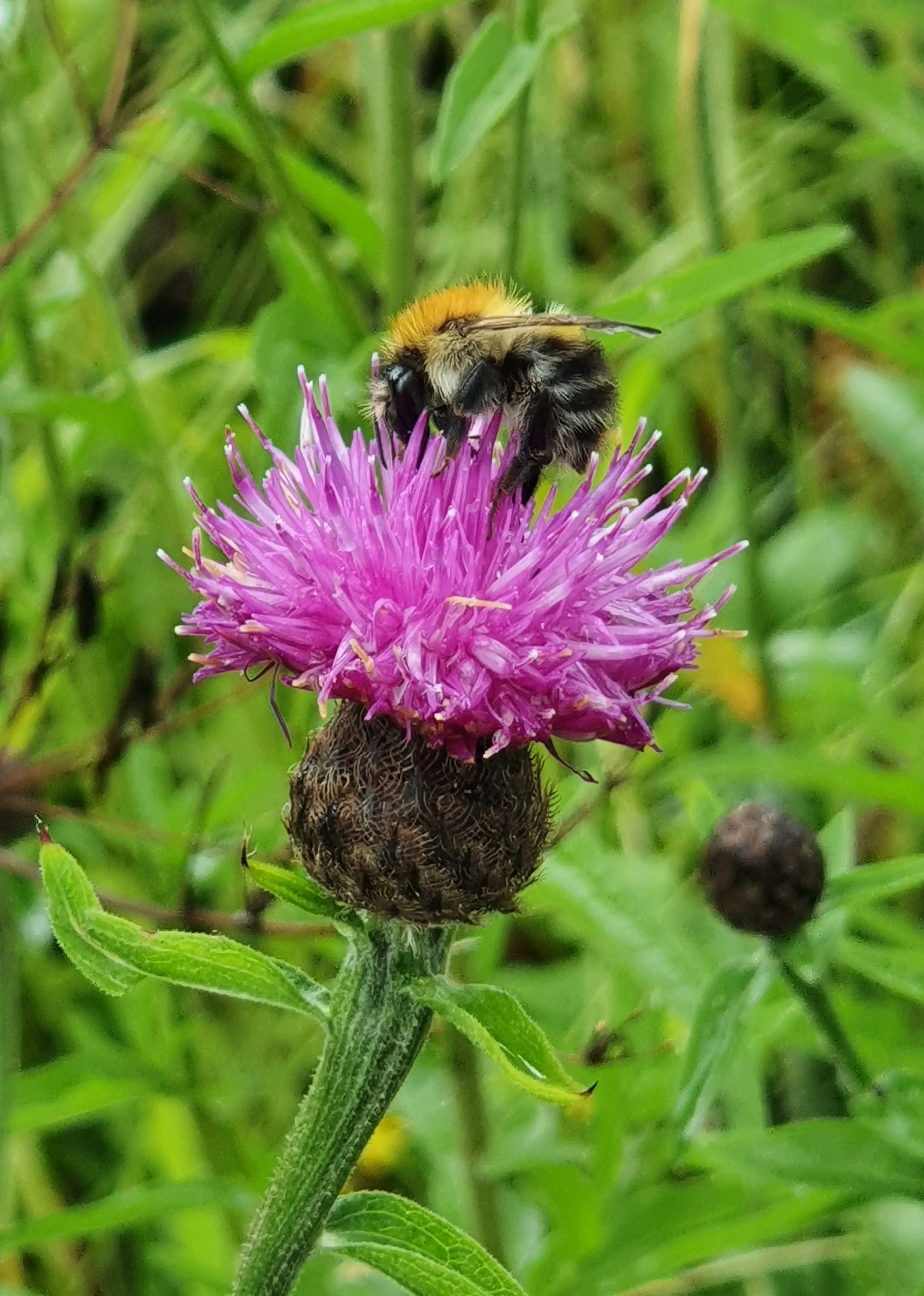 A vibrant pink thistle flower with a bee gathering nectar, surrounded by lush green foliage.