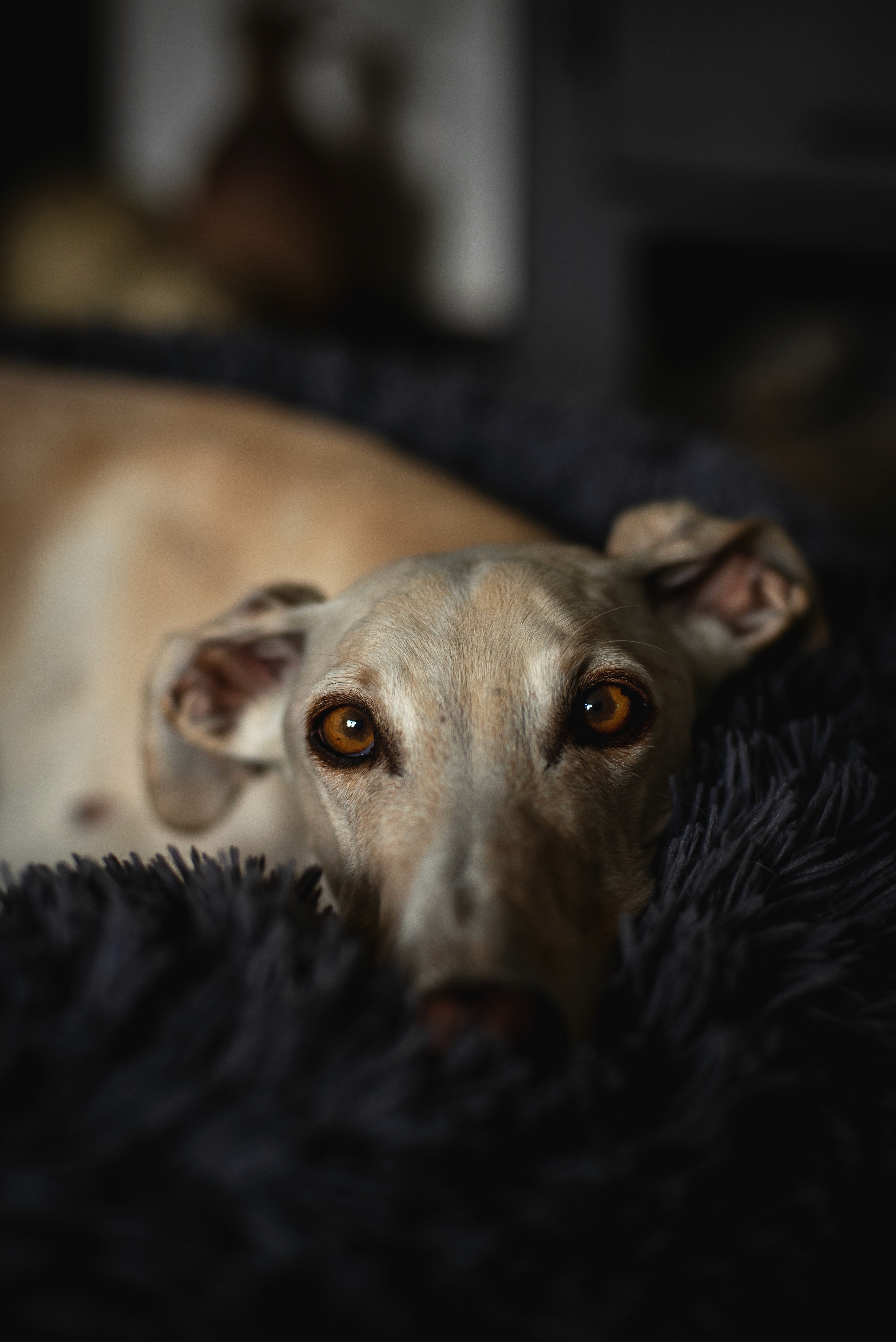 Windhund hat Kopf auf weichem Kissen abgelegt