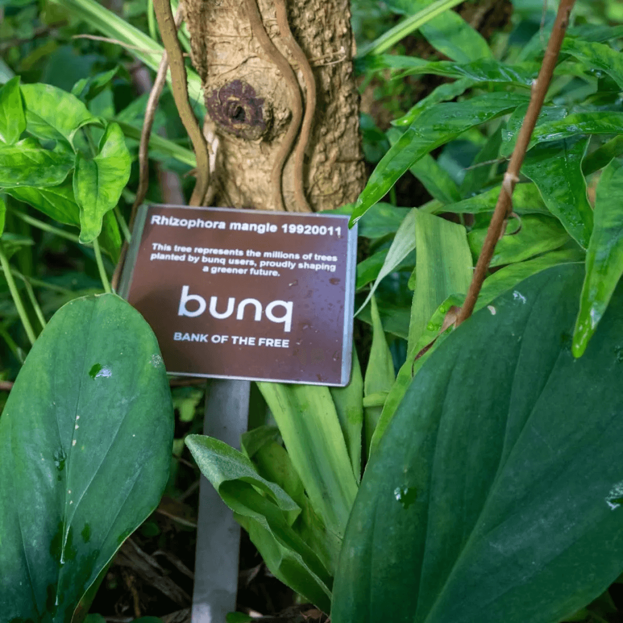 Mangroveboom met een bunq-label in de Hortus Botanicus in Amsterdam, die bezoekers aanmoedigt meer te leren over milieubehoud.