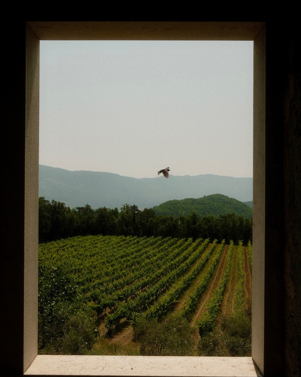 Bird in the sky taken through a window overlooking a vinyard