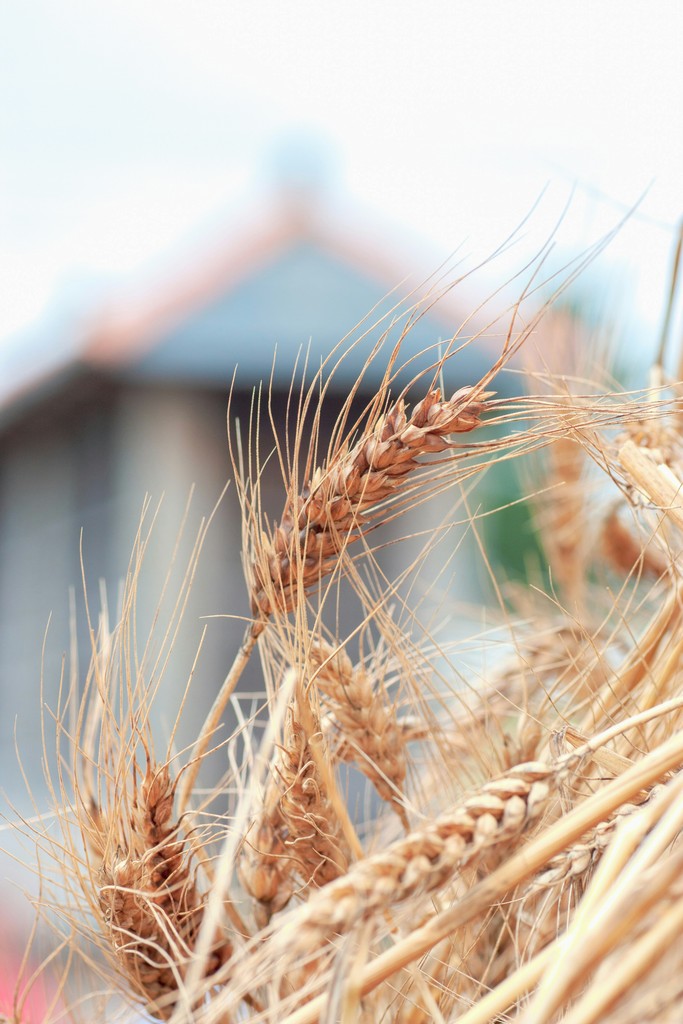 Materias Primas en Nutrición Animal