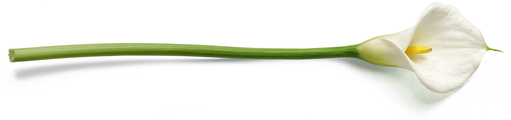 Calla Lily