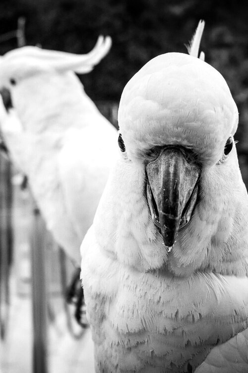 Private jets to Hamilton Island - these Kookaburra's live on the 74 tropical islands Queensland