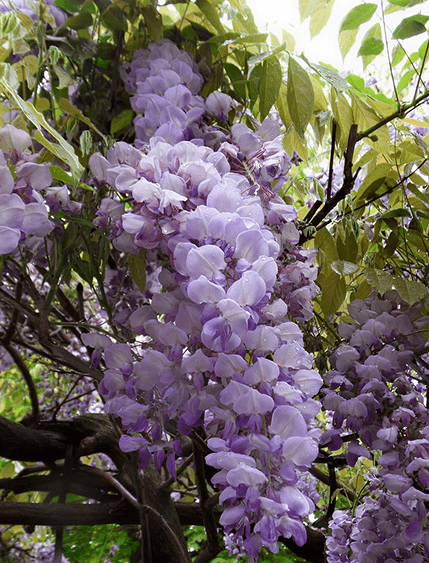 Finks at Clissold House