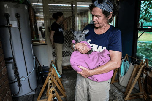 A person holds a small animal wrapped in pink fabric, standing inside a room with various items around them.