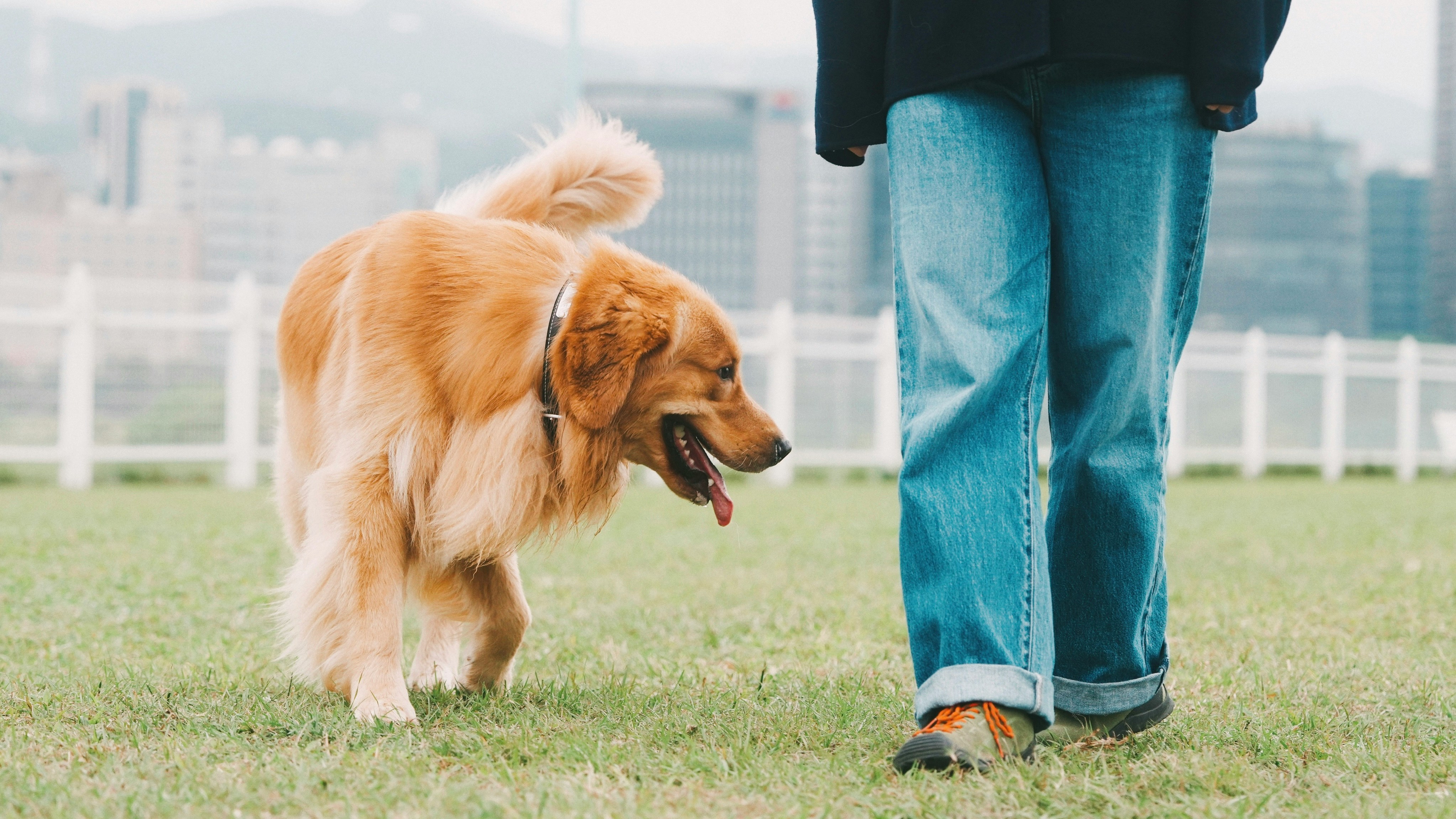 Golden retriever walking on grass beside its owner on a sunny day