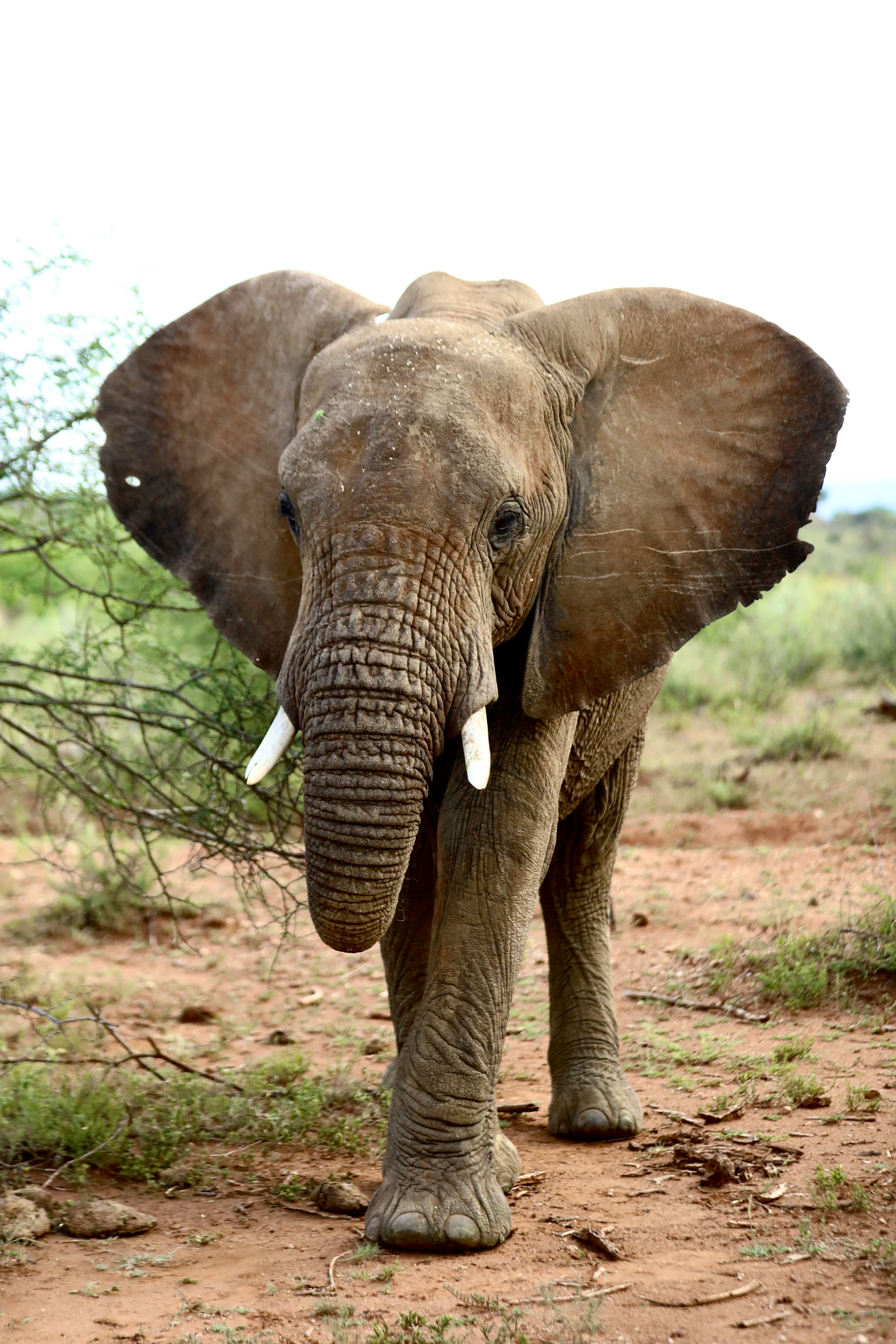 An elephant with tusks standing on a dirt road