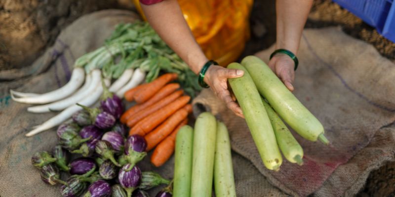 A farmer harvesting vegetables
