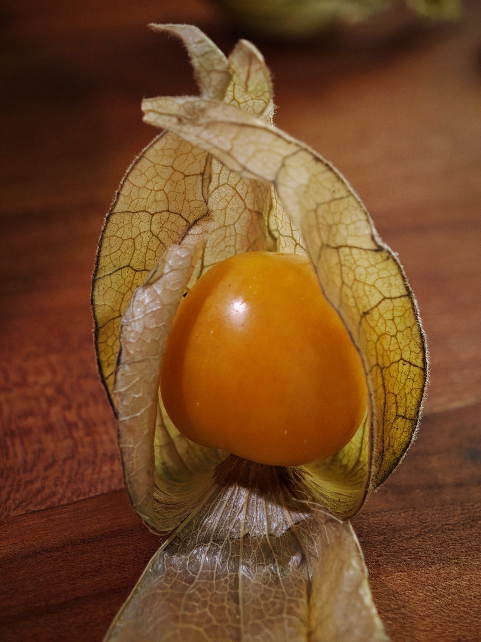 Ein goldener Augenblick – Physalis