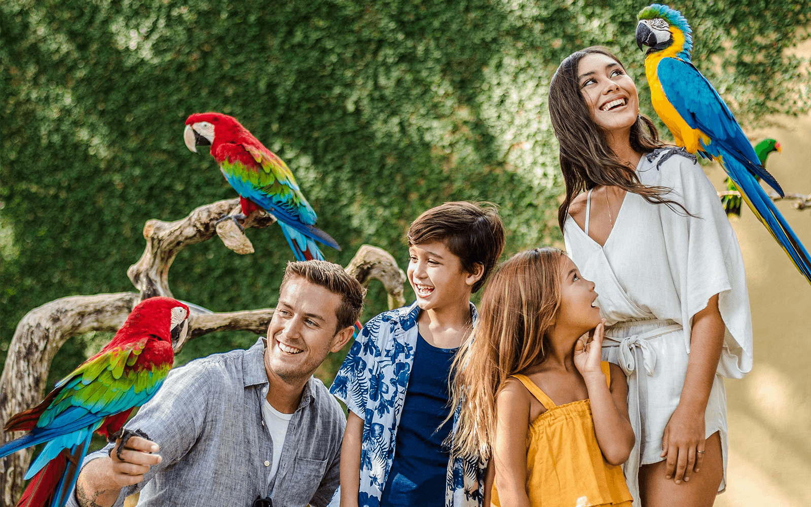Colorful parrots perched on branches at Bali Bird Park, Indonesia.