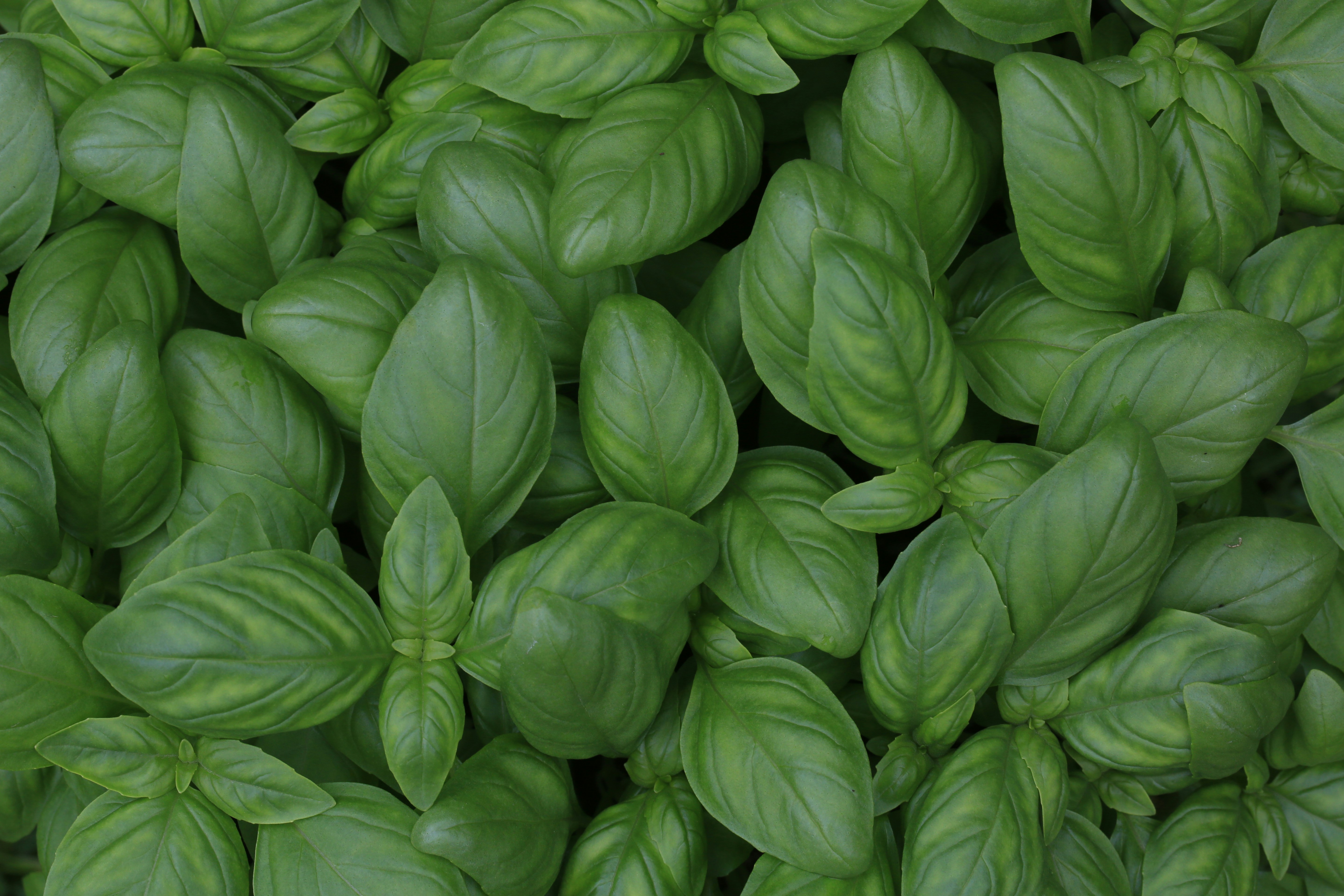 Fresh crispy basil