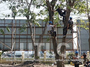 Organizations participating in tree care training