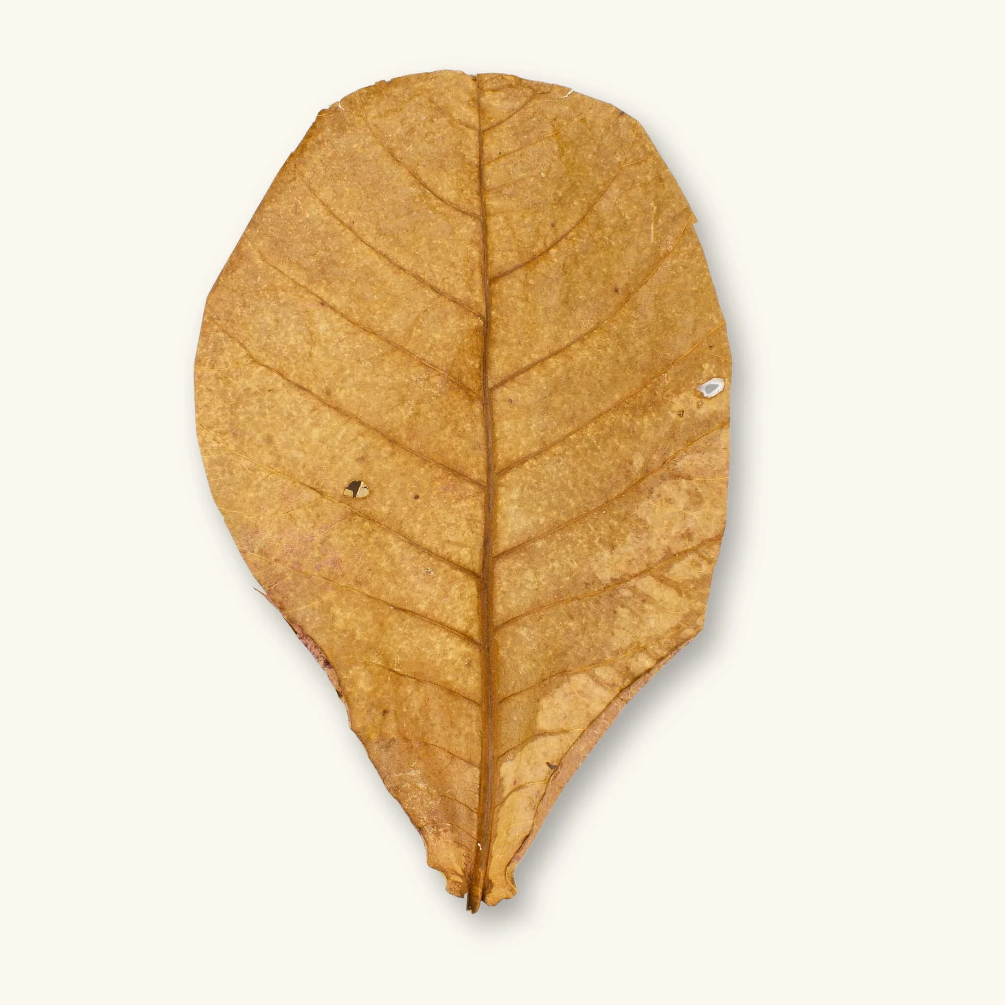 catappa leaves from Indonesia showcasing high-tannin quality for natural aquarium water conditioning and blackwater aquascapes