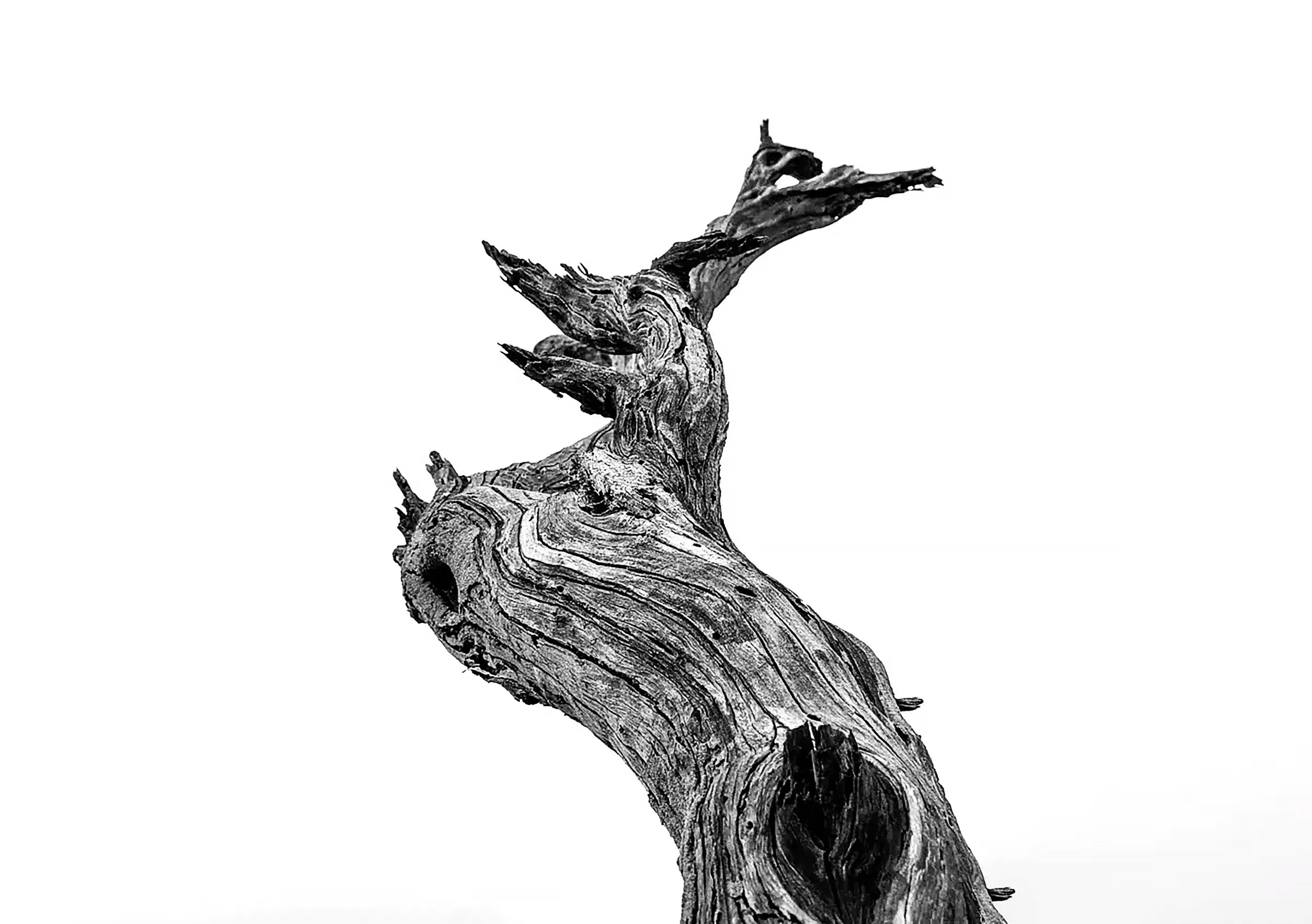 grayscale photo of tree trunk