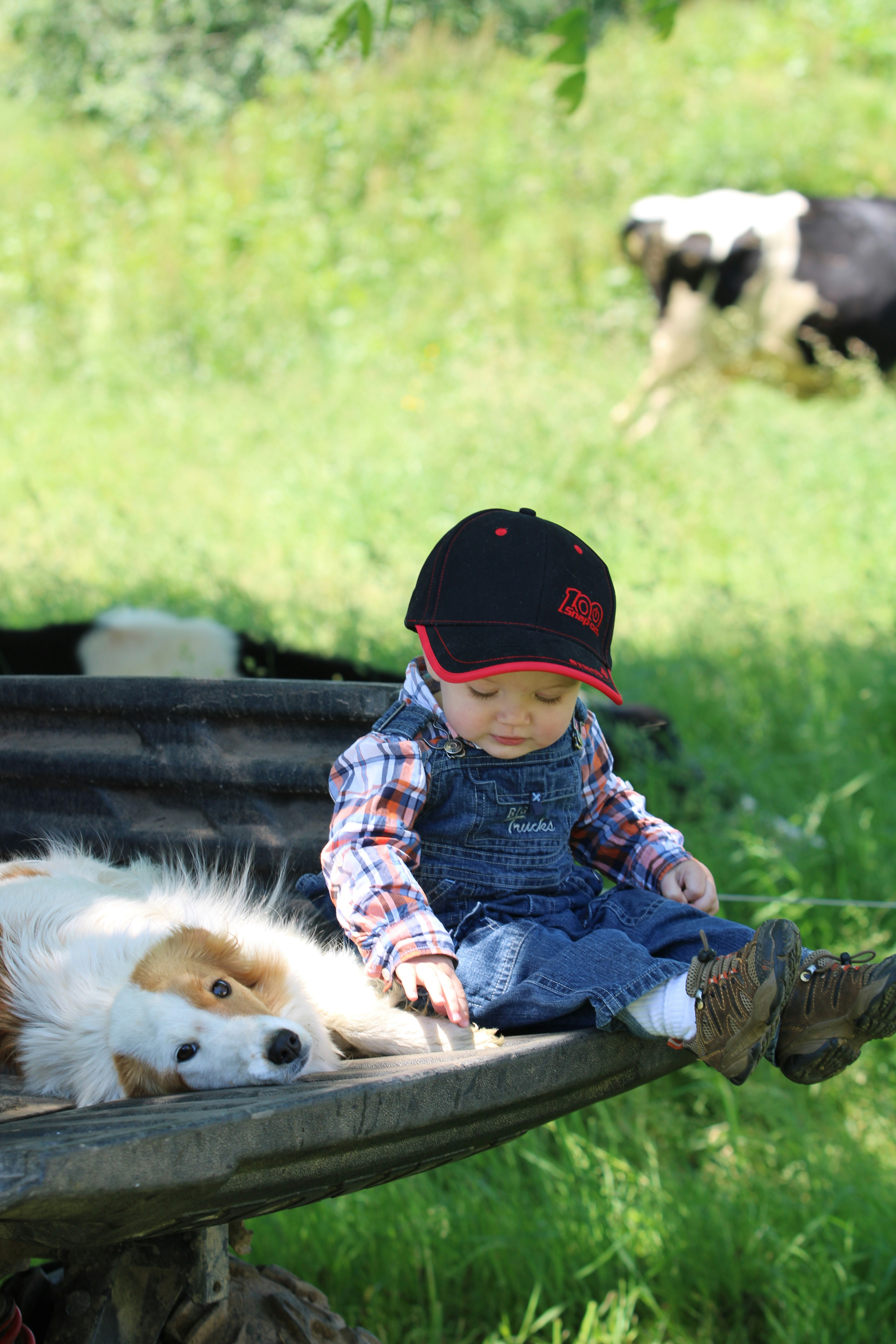 How separation anxiety changes dog owners for the better