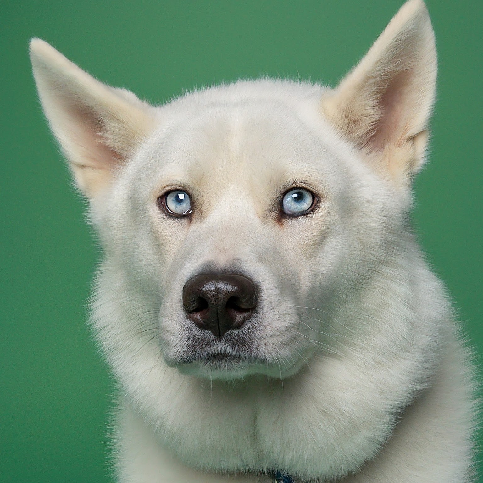 BUDDYUNO, Huskita