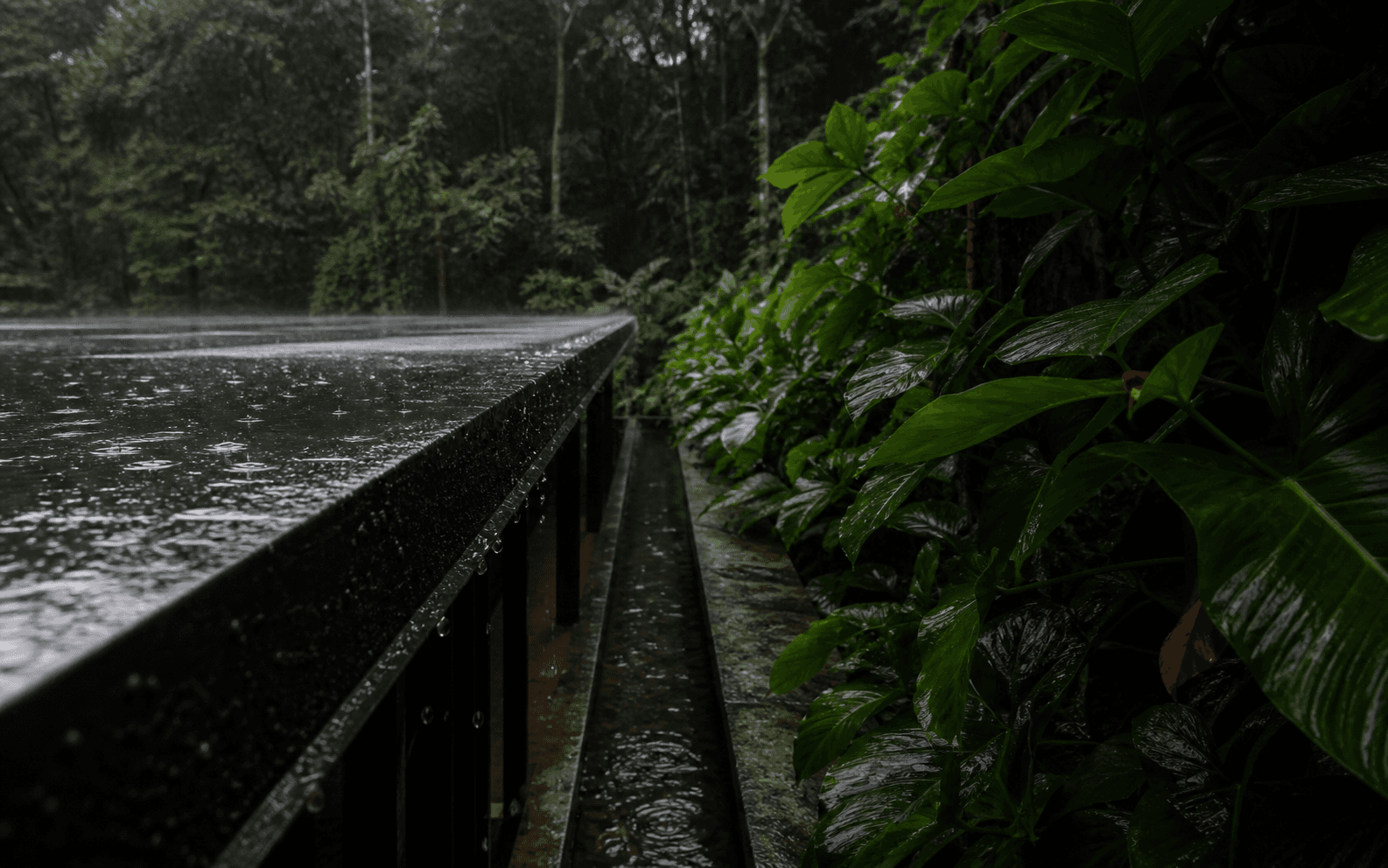 Building With Rain, Not Against It — editorial cover