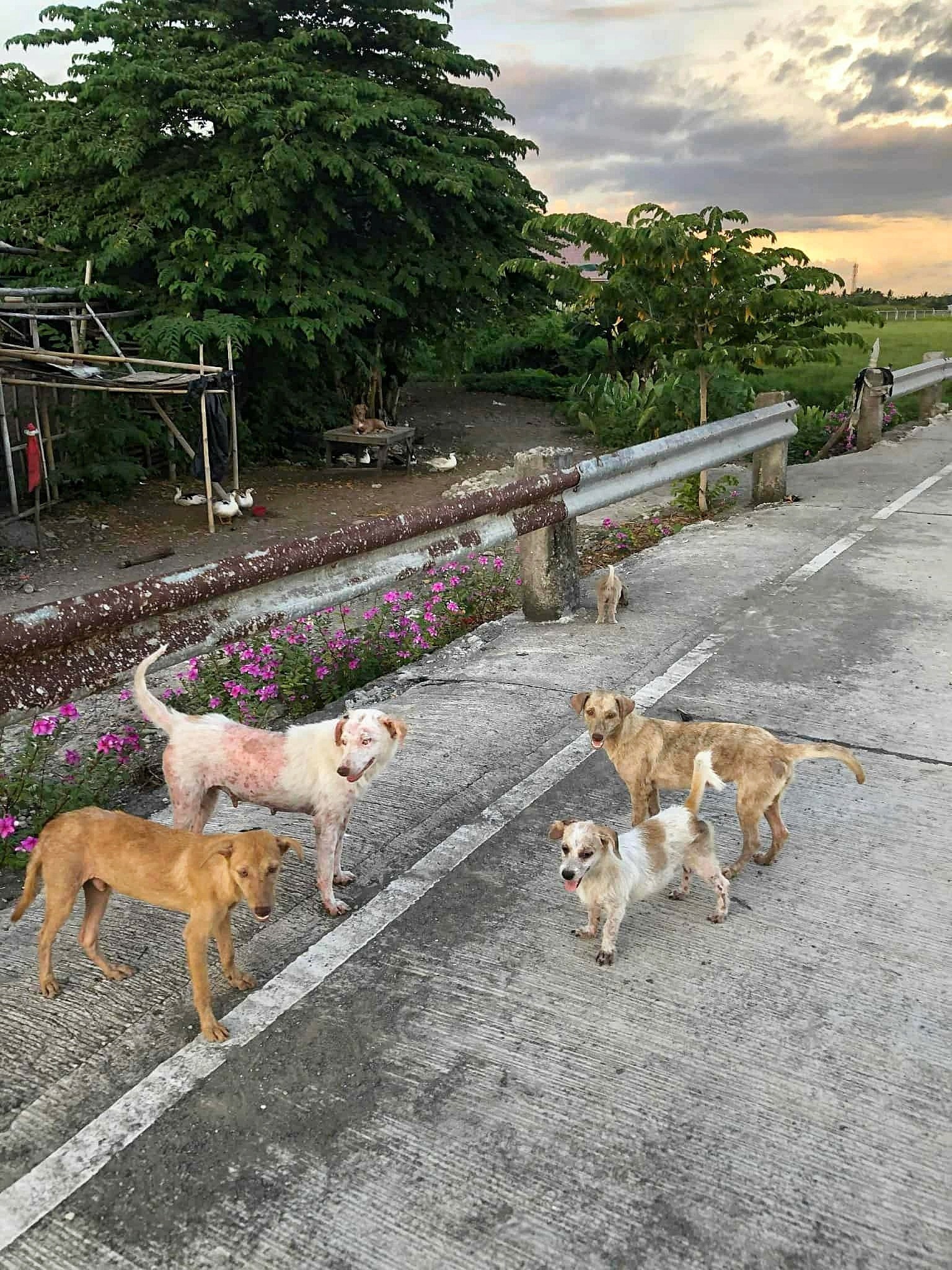selective focus photography of three brown puppies