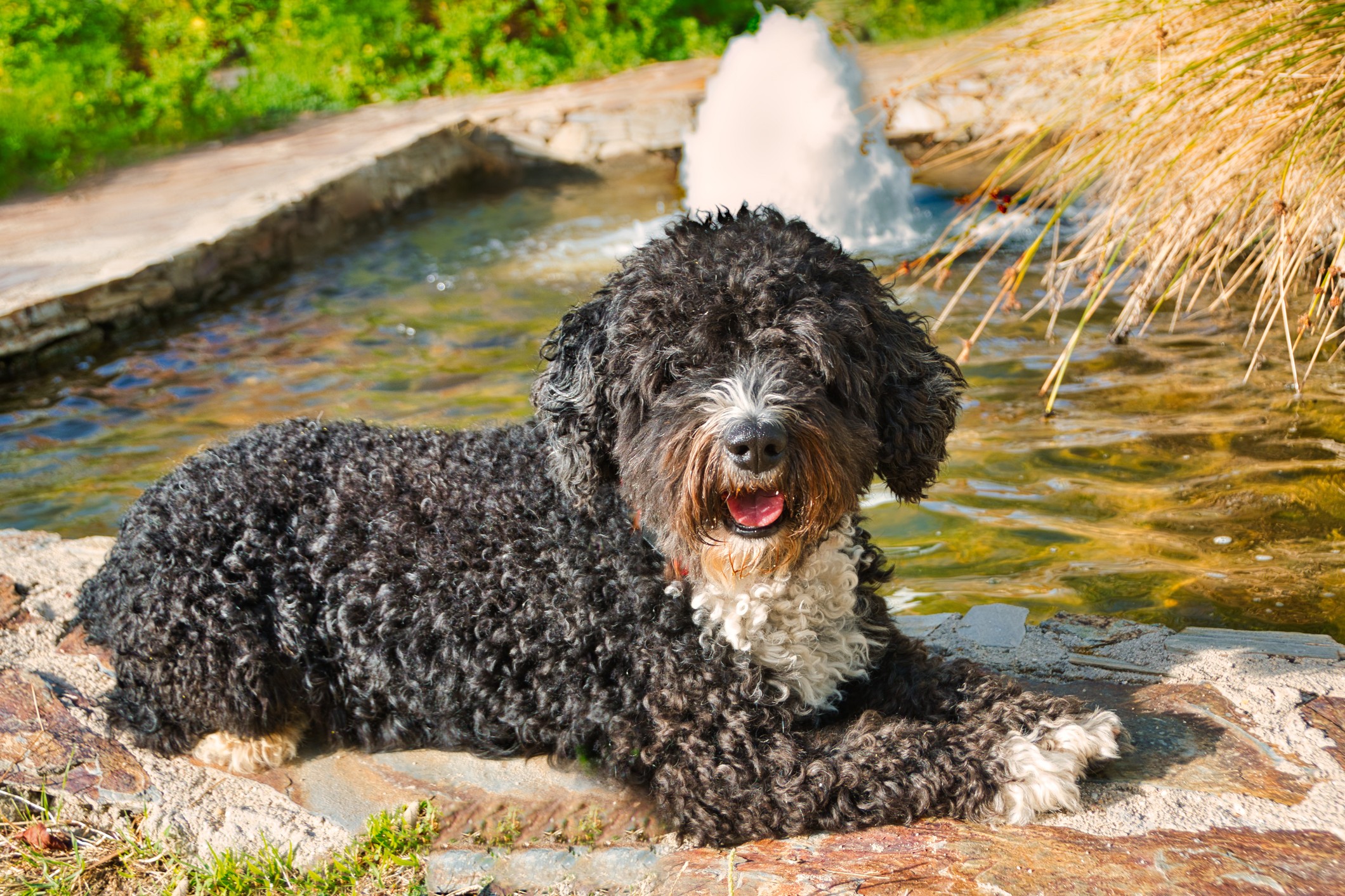 Spanish Water Dog with curly black and white coat lying beside a pond
