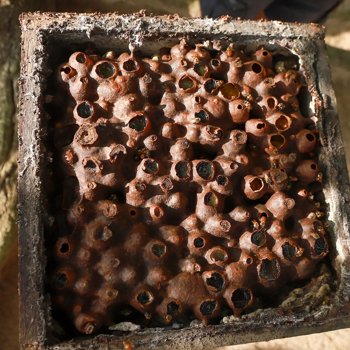 Colônia de abelhas sem ferrão com mel.